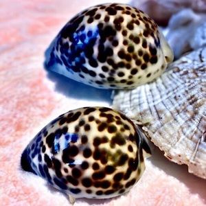 Sea Shells Tiger Cowrie Spotted Beach Nautical Decor